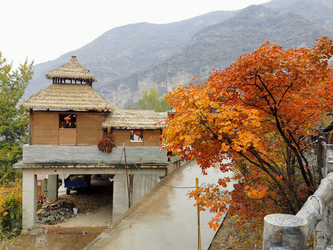 坡峰岭山顶茅草屋红叶