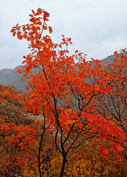 山间红叶