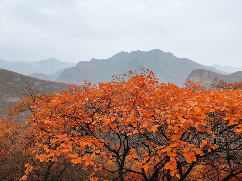 山顶红叶