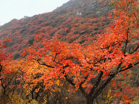 满山红叶