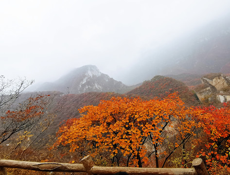 深秋俯瞰满山红叶