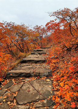 坡峰岭红叶山间小路