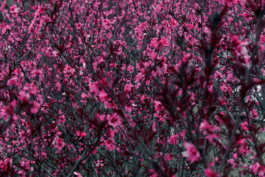 花卉背景