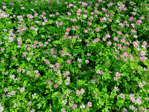 鲜花背景墙