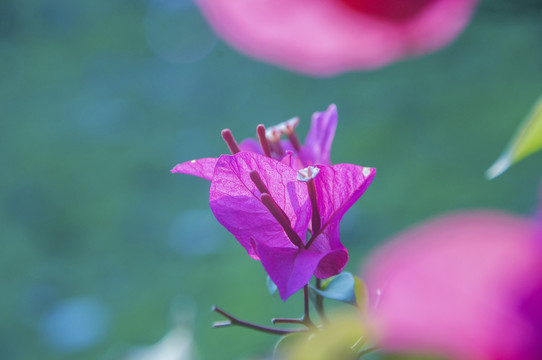 三角梅洋红色花朵