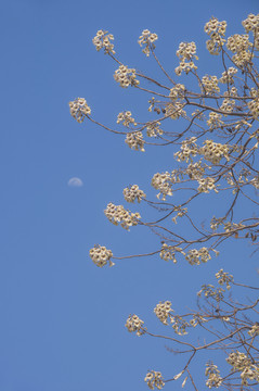 春日泡桐花