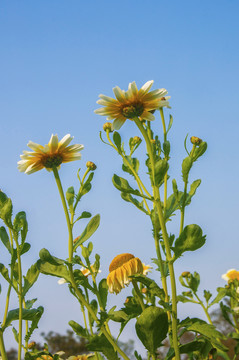 茼蒿花枝