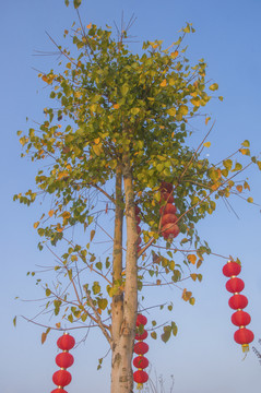 挂灯笼的菩提树