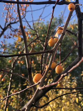 树上的黄色果实