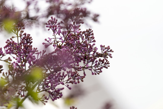 丁香花