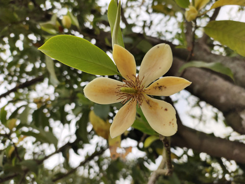 含笑花特写