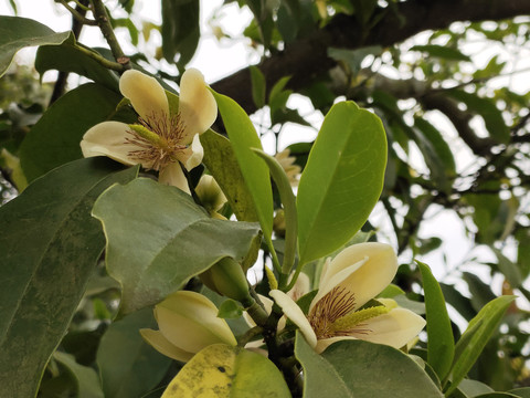 深山含笑花