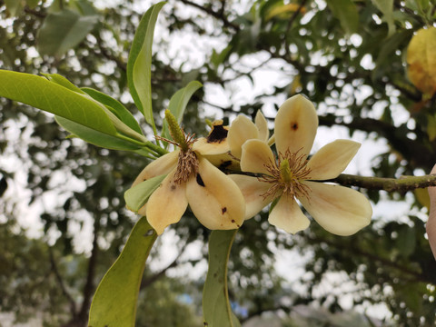 含笑花特写