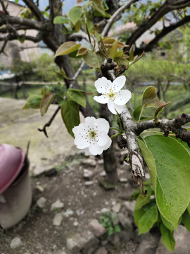 白色梨花