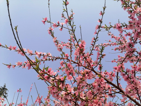 桃花