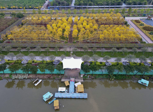 香云纱黄风铃花公园