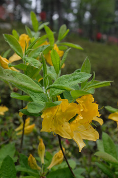 黄色杜鹃花