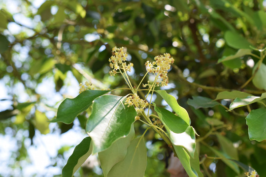 香樟花