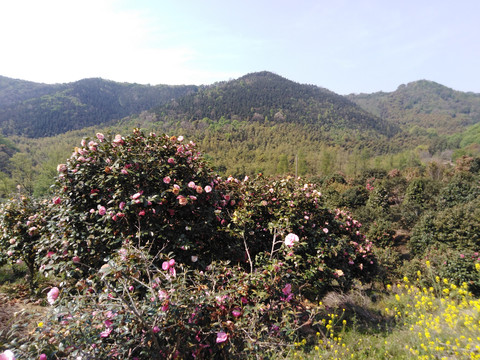 山茶花