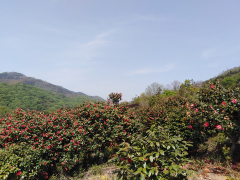 山茶花