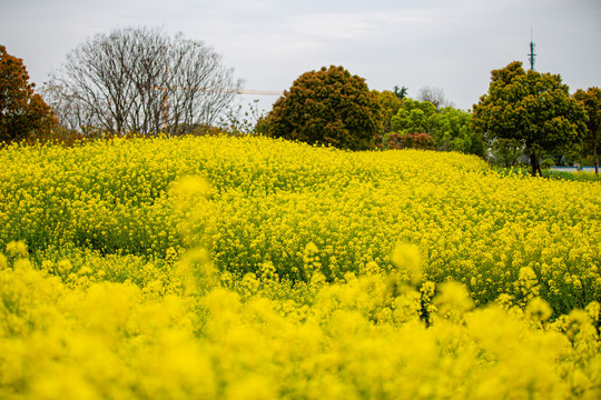 油菜花高清写真