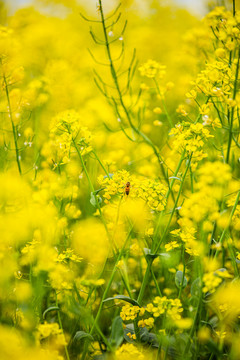 油菜花高清写真