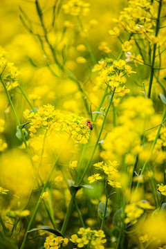 油菜花高清写真