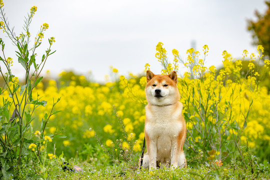 日本柴犬高清写真