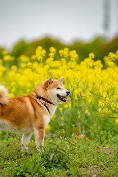 日本柴犬高清写真