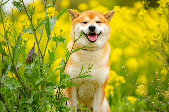 日本柴犬高清写真