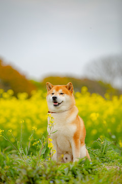 日本柴犬高清写真