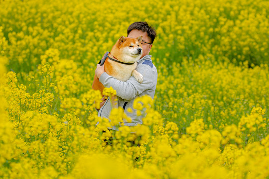 日本柴犬高清写真