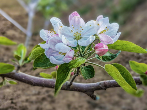 苹果花