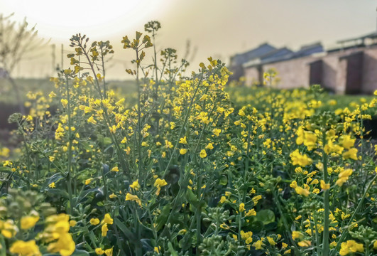 油菜花