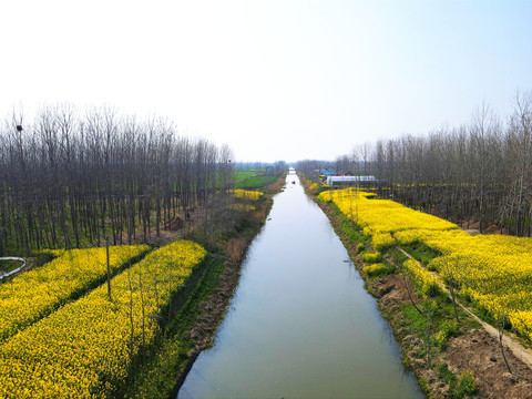 河畔油菜花开