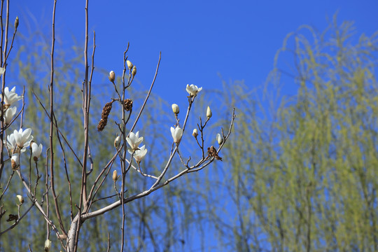 玉兰花