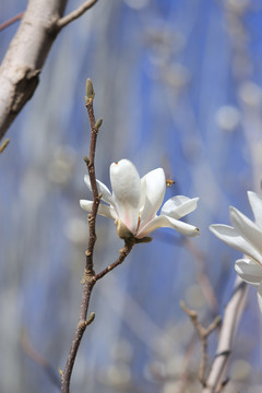 玉兰花