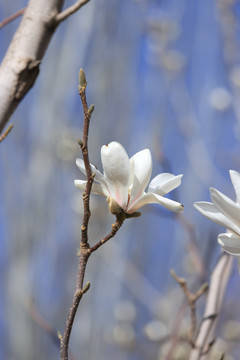 玉兰花