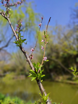 桃花壁纸