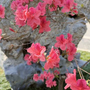 假山前的杜鹃花