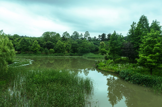 绿色生态遵义市新蒲湿地公园