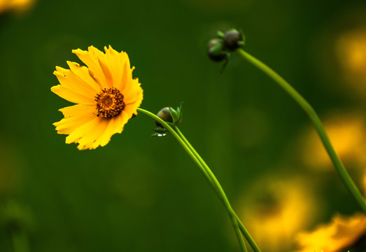 金鸡菊金钱菊孔雀菊小波斯