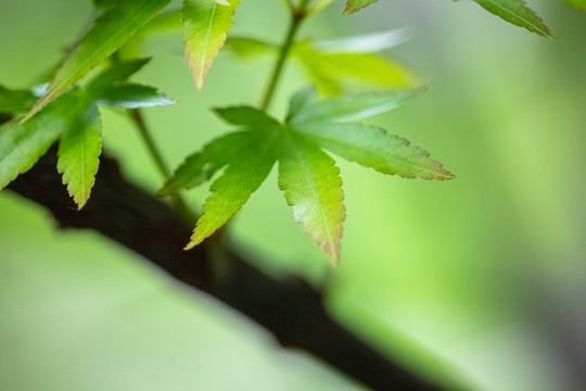 唯美清新东方禅意的枫叶