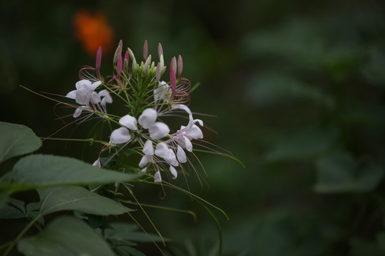 醉蝶花