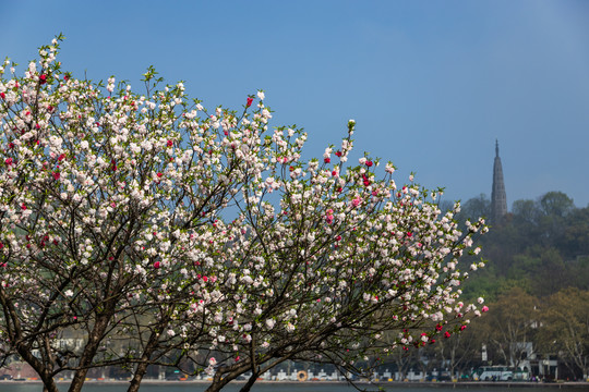 杭州西湖桃花