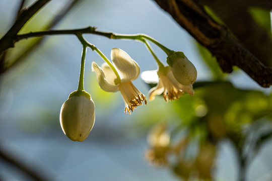 柚子花