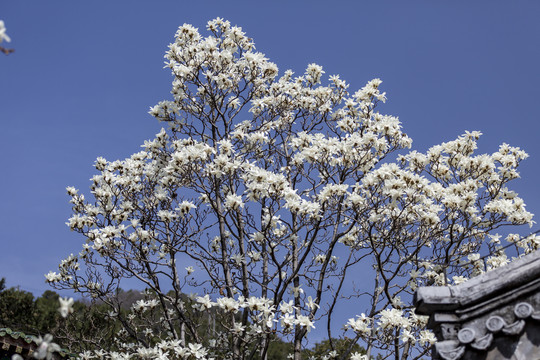 北京潭柘寺玉兰