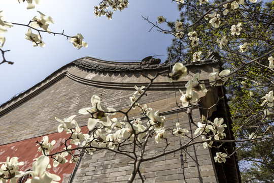 北京潭柘寺玉兰