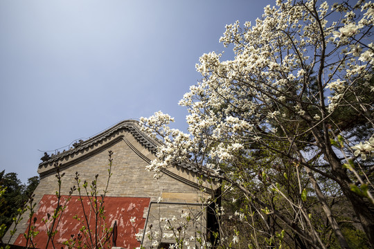 北京潭柘寺玉兰