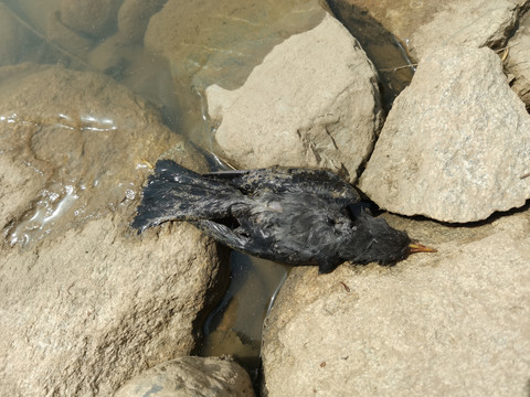 一条淹死的小鸟
